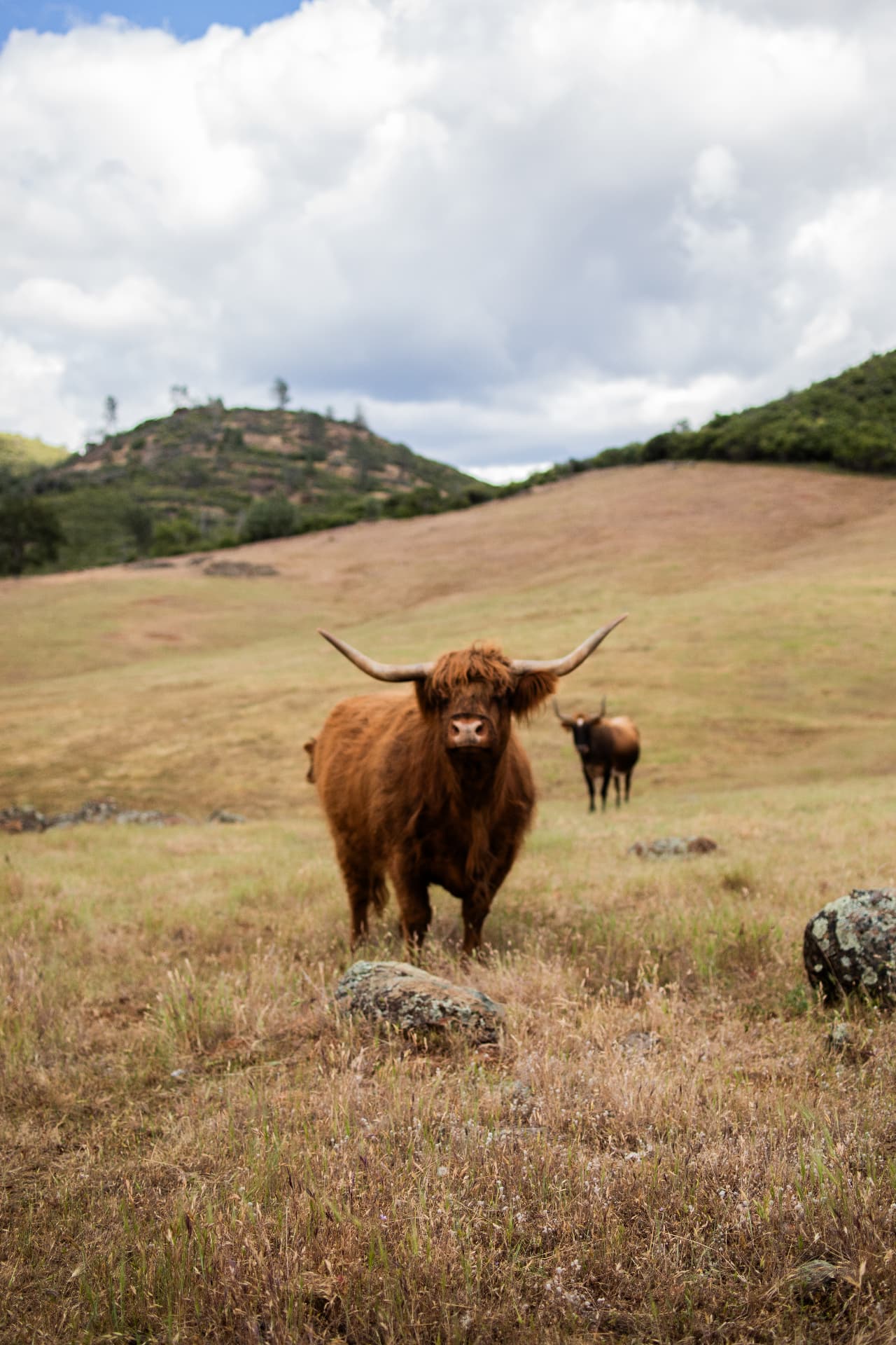 A miniature Highland cow standing in a golden pasture with hills behind